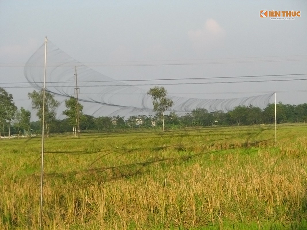 Theo chan tho, di san chim se dong o Ha noi-Hinh-4